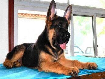 狼狗最新爆料视频大全下载,揭秘幕后真相，带你走进神秘世界